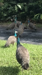 Pavo cristatus × muticus