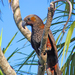 New Zealand Kaka - Photo (c) Phillip Capper, some rights reserved (CC BY)