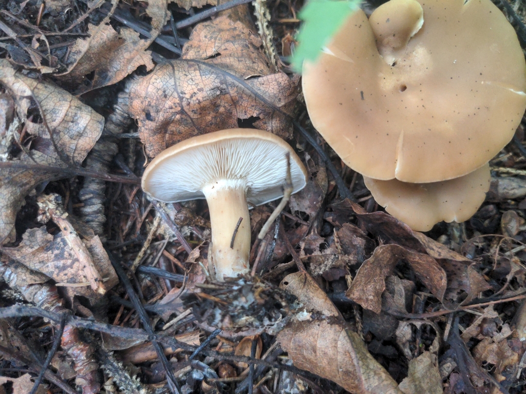 Calocybe sp. 'AB01'