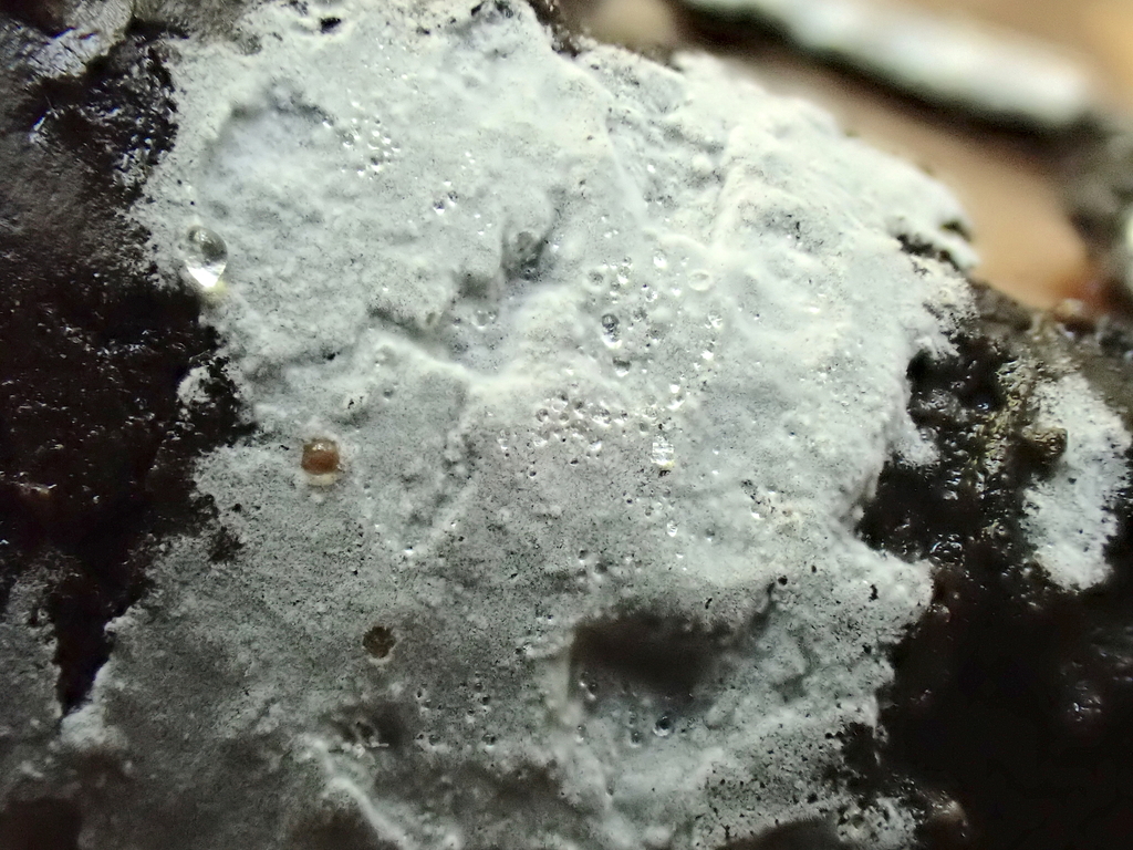 Subulicystidium sp. 'CA01'