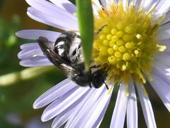 Lasioglossum sexnotatum