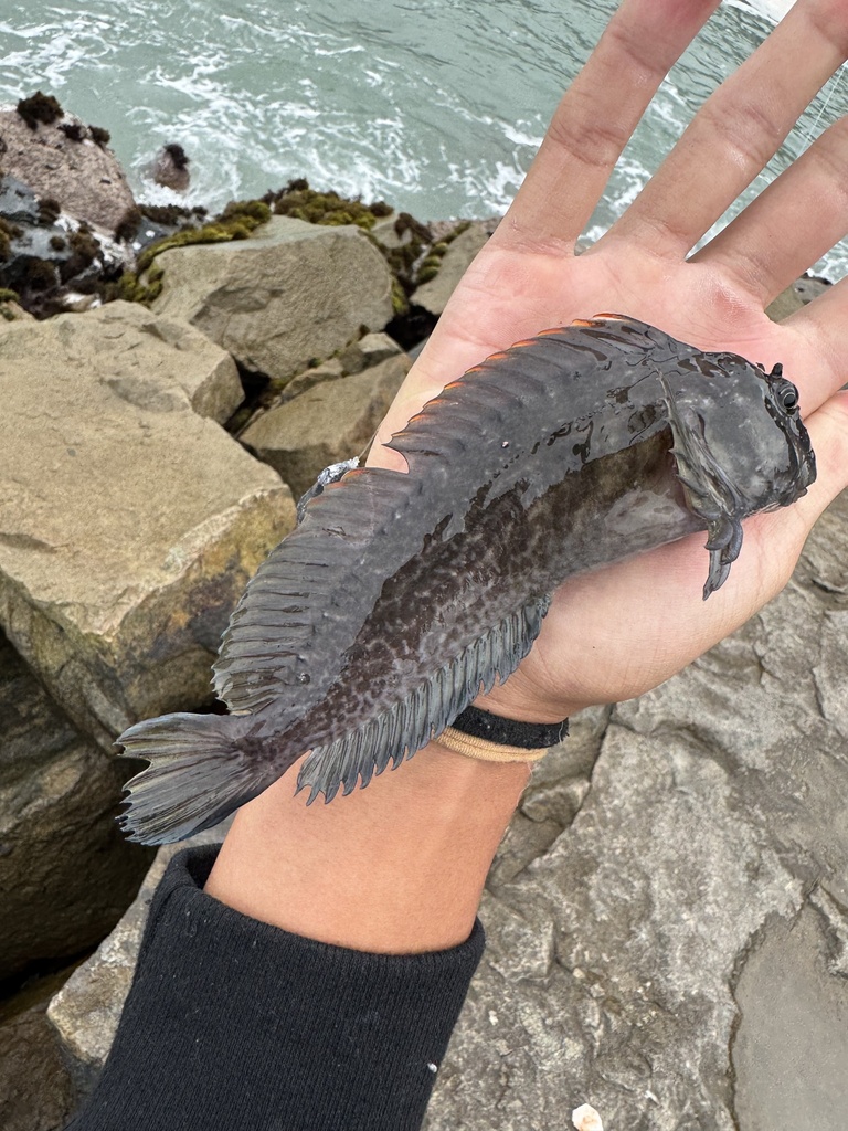 Giant Blenny
