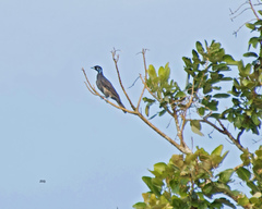 Gymnoderus foetidus