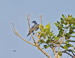 Gymnoderus foetidus