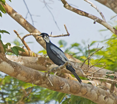 Gymnoderus foetidus