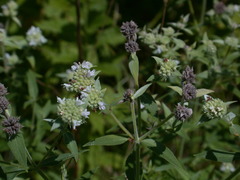 Pycnanthemum verticillatum