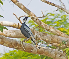 Gymnoderus foetidus