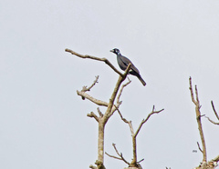 Gymnoderus foetidus