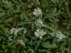 Pycnanthemum verticillatum
