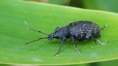 Otiorhynchus sulcatus