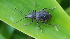 Otiorhynchus sulcatus