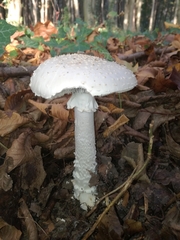 Amanita echinocephala