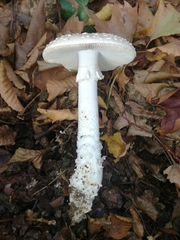 Amanita echinocephala