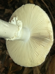 Amanita echinocephala