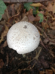 Amanita echinocephala