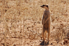 Suricata suricatta