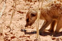 Suricata suricatta