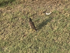 Acridotheres tristis