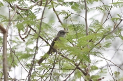Myiopagis subplacens