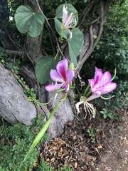 Bauhinia variegata variegata