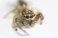 Hentzia