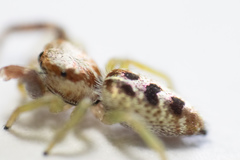 Hentzia