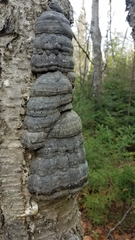 Fomes fomentarius image