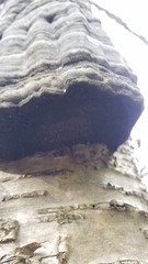 Fomes fomentarius image