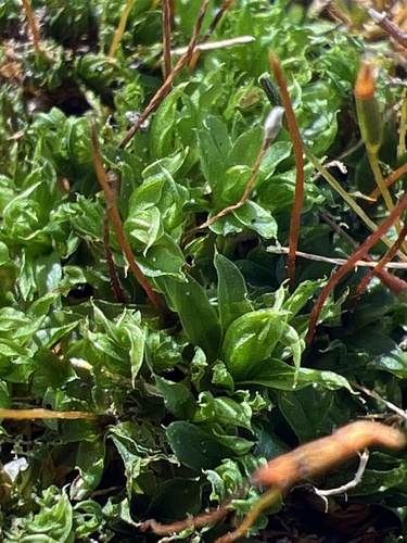 Mucronate Screw Moss