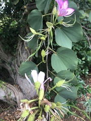 Bauhinia variegata variegata