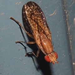 Trypetoptera canadensis