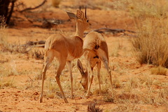 Raphicerus campestris steinhardti