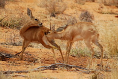 Raphicerus campestris steinhardti