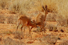 Raphicerus campestris steinhardti