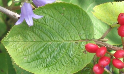 Viburnum lantana