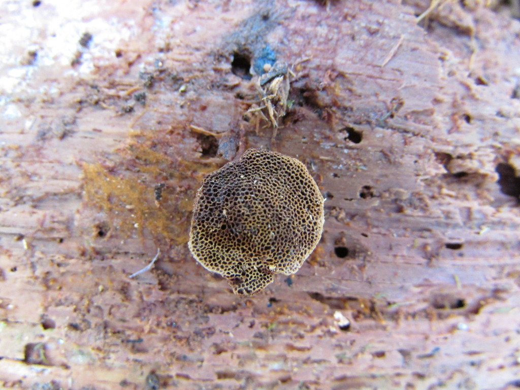 Coltriciella oblectabilis