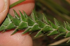 Struthiola mundii
