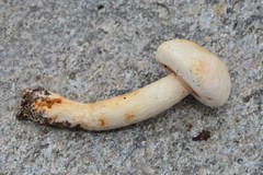 Tricholoma album