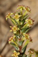 Struthiola mundii
