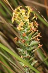 Struthiola mundii
