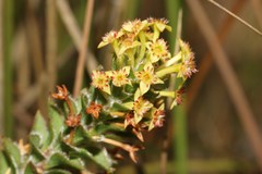 Struthiola mundii