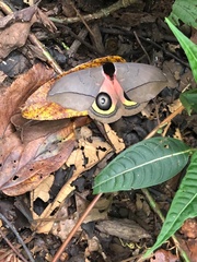 Automeris zugana