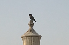 Coracias benghalensis