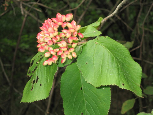 wayfaringtree (Viburnum lantana)