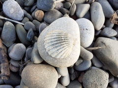 Acanthocardia echinata