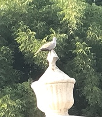 Streptopelia decaocto