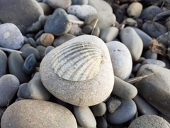 Acanthocardia echinata