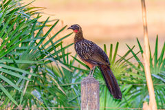 Penelope ochrogaster