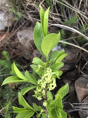 Vangueria venosa