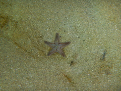 Astropecten spinulosus